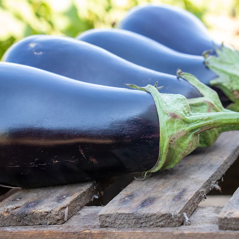 FarmMaster Grade A Farm Fresh Fresh Eggplant - Small (250g)