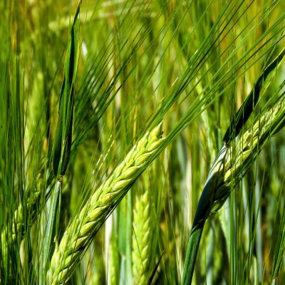 Grade B Dried Pearl Barley - Large (1kg)