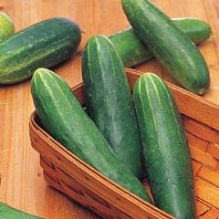 Harvest Direct Organic Fresh Fresh Cucumber - Small (250g)