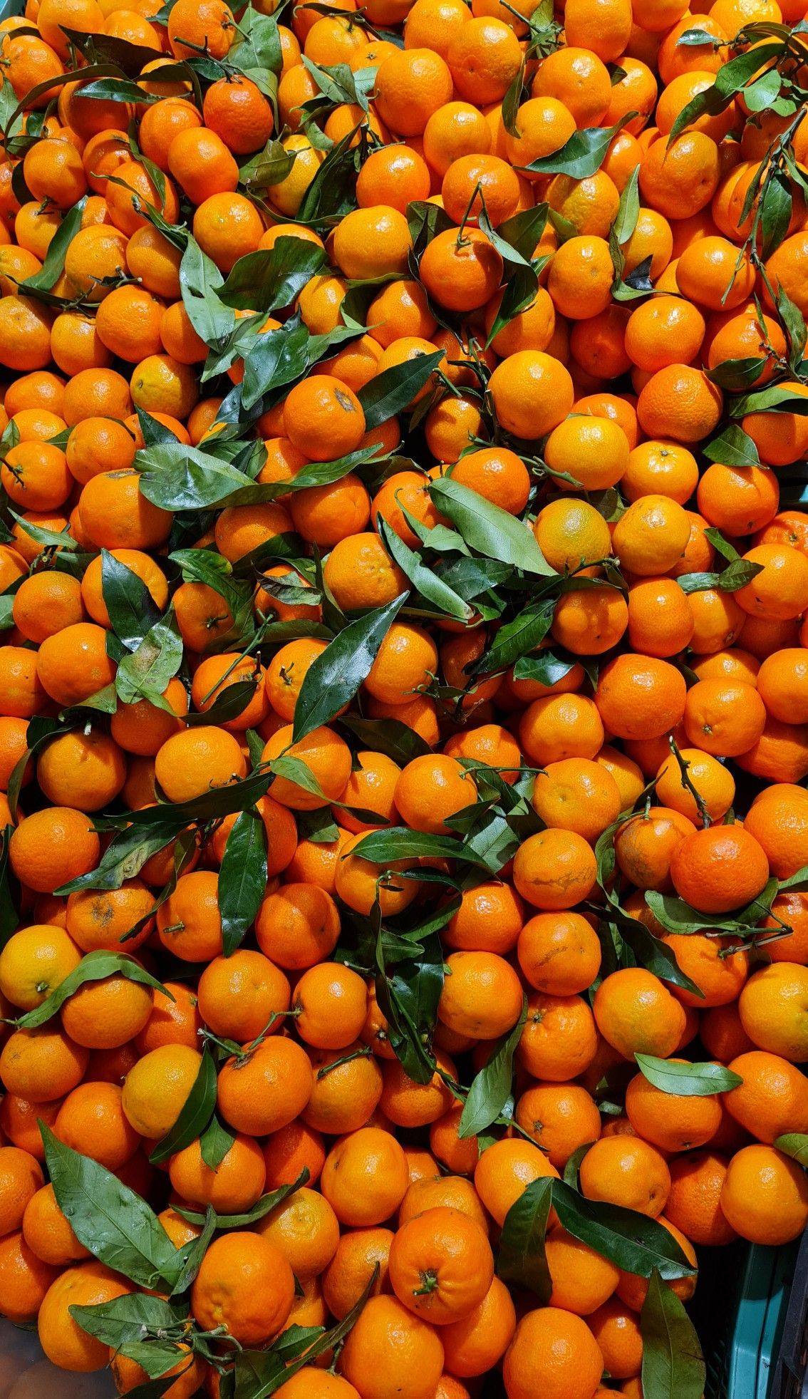 Organic Valley Grade A Premium Dried Fresh Oranges - Extra Large (2kg)