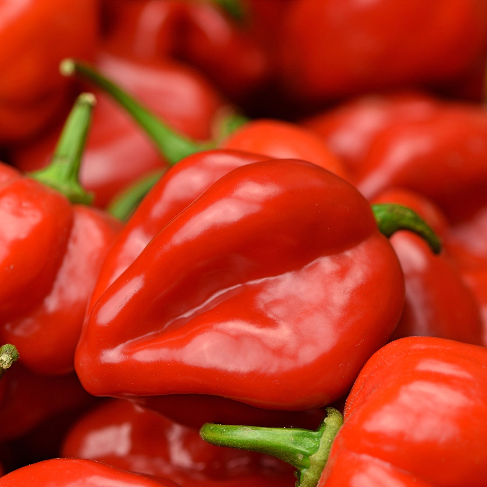 Farm Direct Grade A Farm Fresh Habanero Peppers - Large (1kg) - Bulk