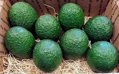 Tropical Fresh Grade B Fresh Avocado - Small (500g) - Crate