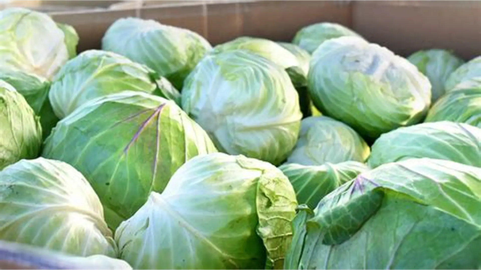 FarmMaster Grade A Farm Fresh Green Cabbage - Extra Large (2kg)