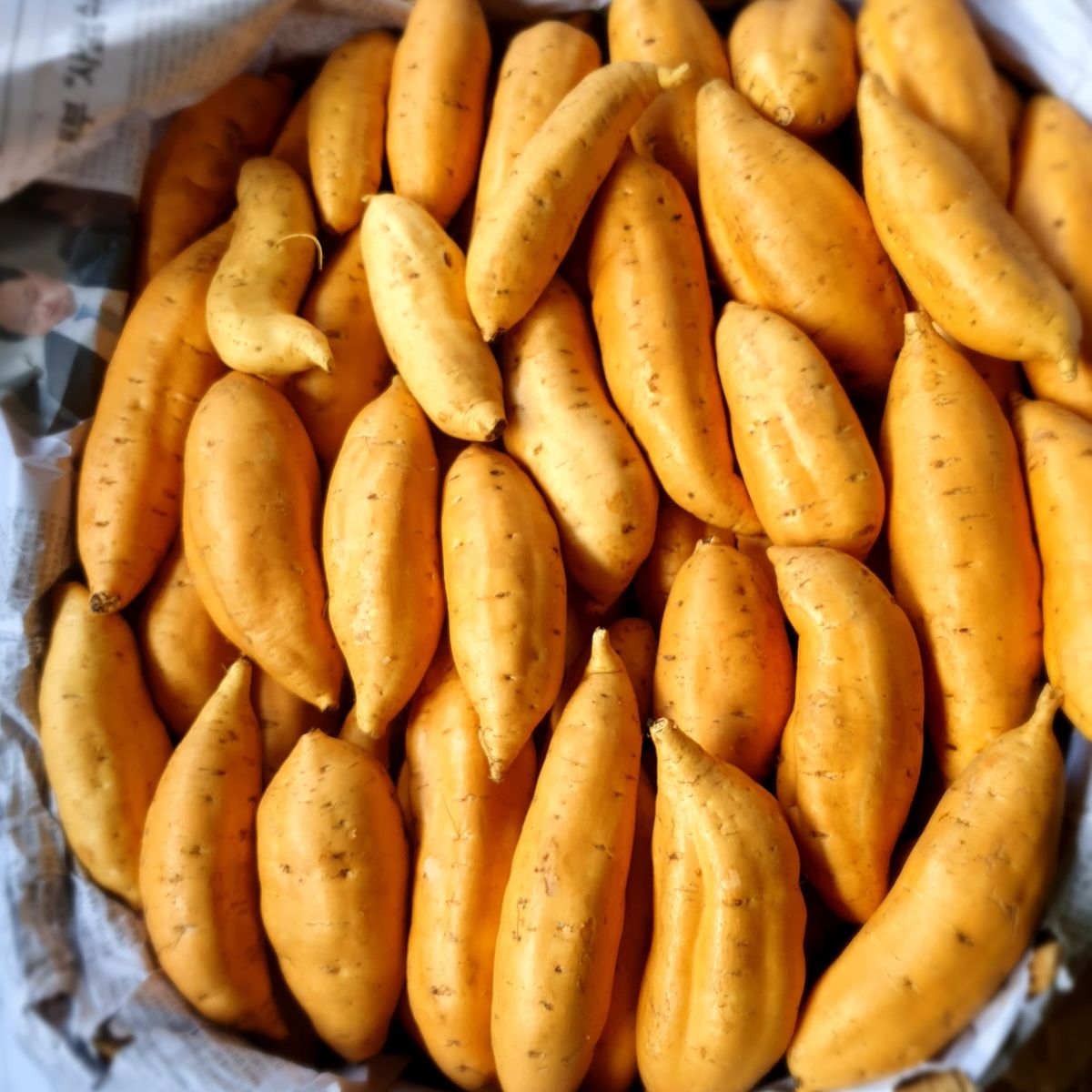 FarmMaster Organic Fresh Fresh Sweet Potatoes - Medium (500g)