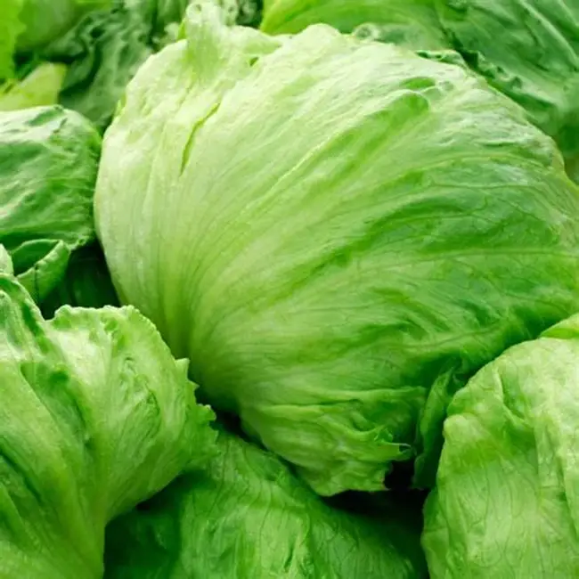 Harvest Direct Organic Premium Farm Fresh Iceberg Lettuce - Medium (500g)