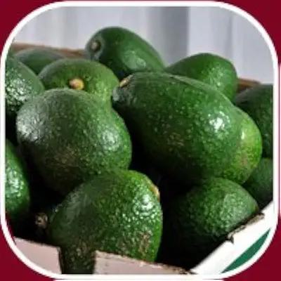 Tropical Fresh Commercial Grade Fresh Avocado - Small (500g) - Loose