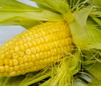 Premium Maize Grade B Fresh White Maize - Extra Large (10kg) - Bag