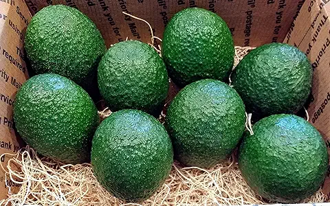 Organic Farm Grade B Ripe Avocado - Small (500g) - Loose