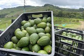 FreshFarm Grade A Farm Fresh Avocado - Small (500g) - Box