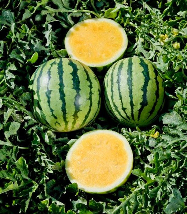 Premium Produce Grade A Premium Dried Fresh Watermelon - Large (1kg)