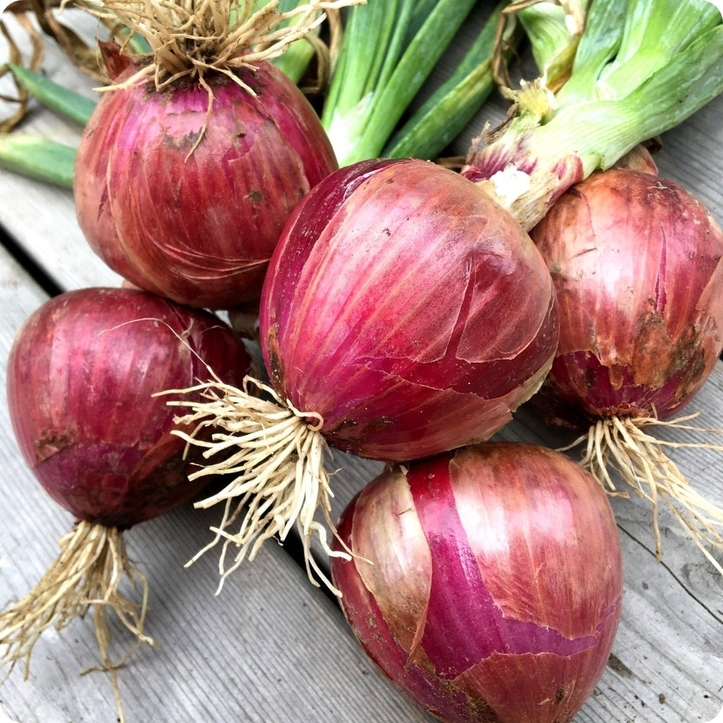 Farm Fresh Organic Farm Fresh Red Onions - Medium (1kg) - Bulk
