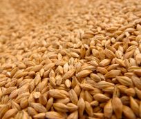 Harvest Direct Organic Premium Premium Hard Red Wheat - Small (1kg) - Bulk