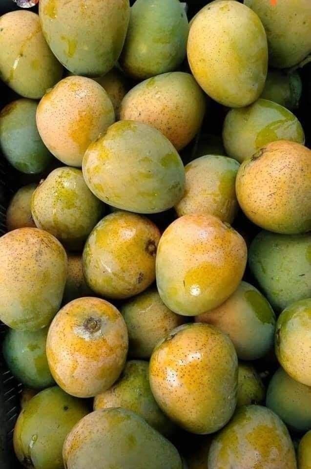 Premium Produce Organic Farm Fresh Fresh Mangoes - Extra Large (2kg)