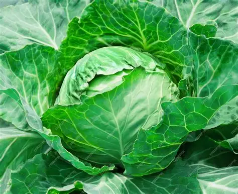 Organic Premium Green Cabbage - Extra Large (2kg)