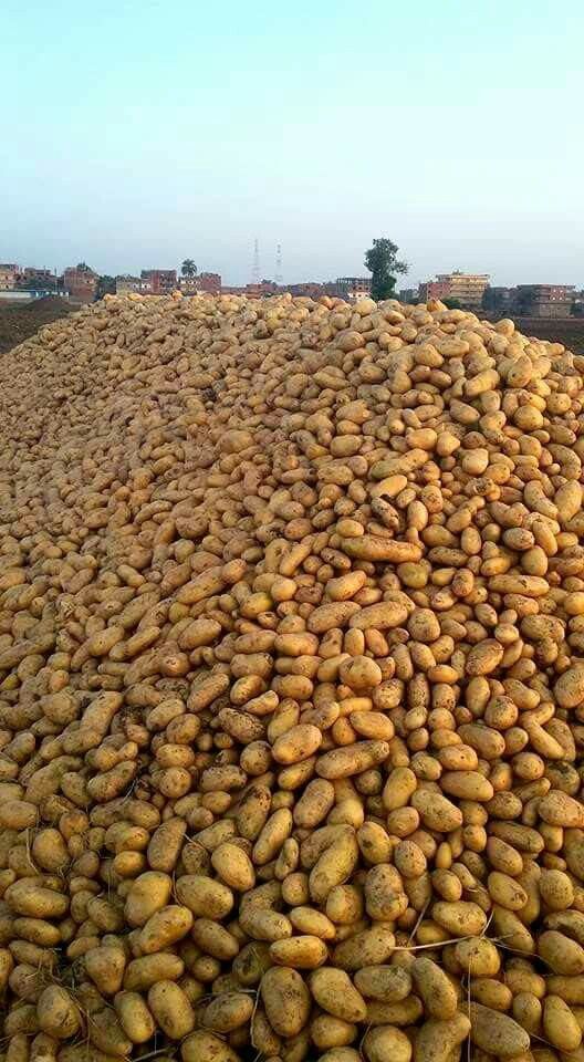 Organic Valley Organic Dried Fresh Irish Potatoes - Medium (500g)