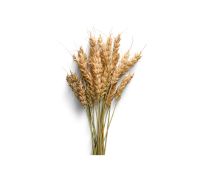 Premium Wheat Commercial Grade Hard Red Wheat - Medium (2kg) - Bulk
