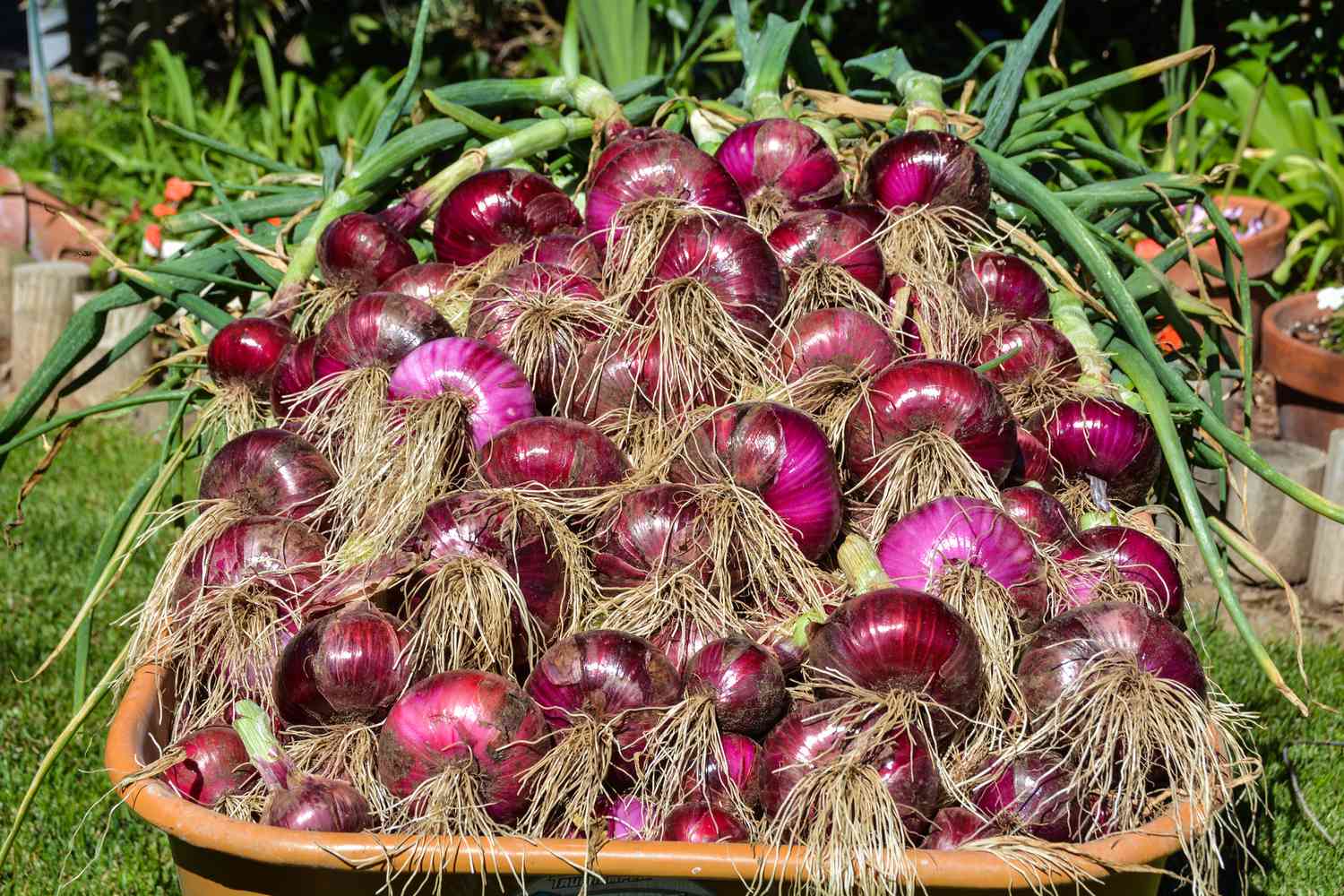 FreshFarm Organic Premium Fresh Red Onions - Medium (1kg) - Box
