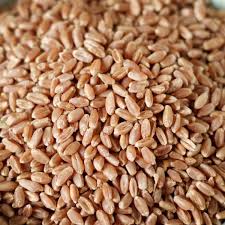 GrainMaster Grade A Premium Hard Red Wheat - Large (5kg) - Bag