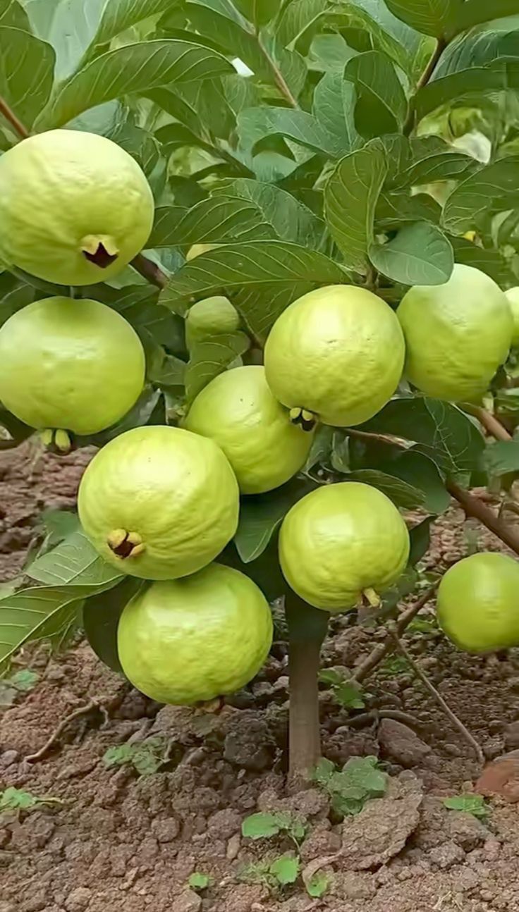 Premium Produce Organic Fresh Fresh Guava - Small (250g)