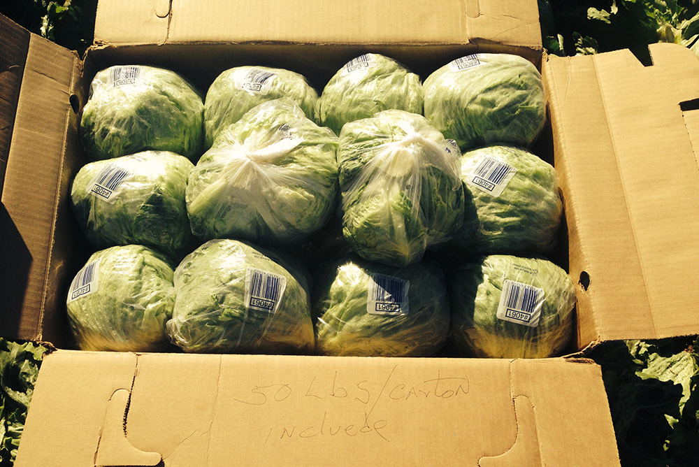Farm Fresh Organic Premium Farm Fresh Green Cabbage - Extra Large (2kg)