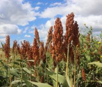 Grade B Dried Whole Sorghum - Extra Large (2kg)