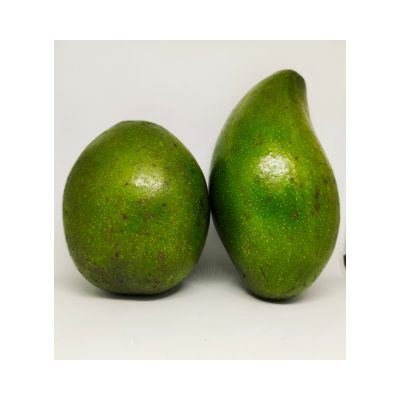 Organic Farm Grade A Premium Premium Fresh Avocado - Small (500g) - Bulk
