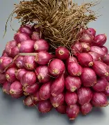 Nature's Best Grade A Premium Fresh Red Onions - Medium (1kg) - Bulk