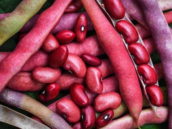 Farm Fresh Legumes Grade A Premium Fresh Red Beans - Medium (1kg) - Bulk