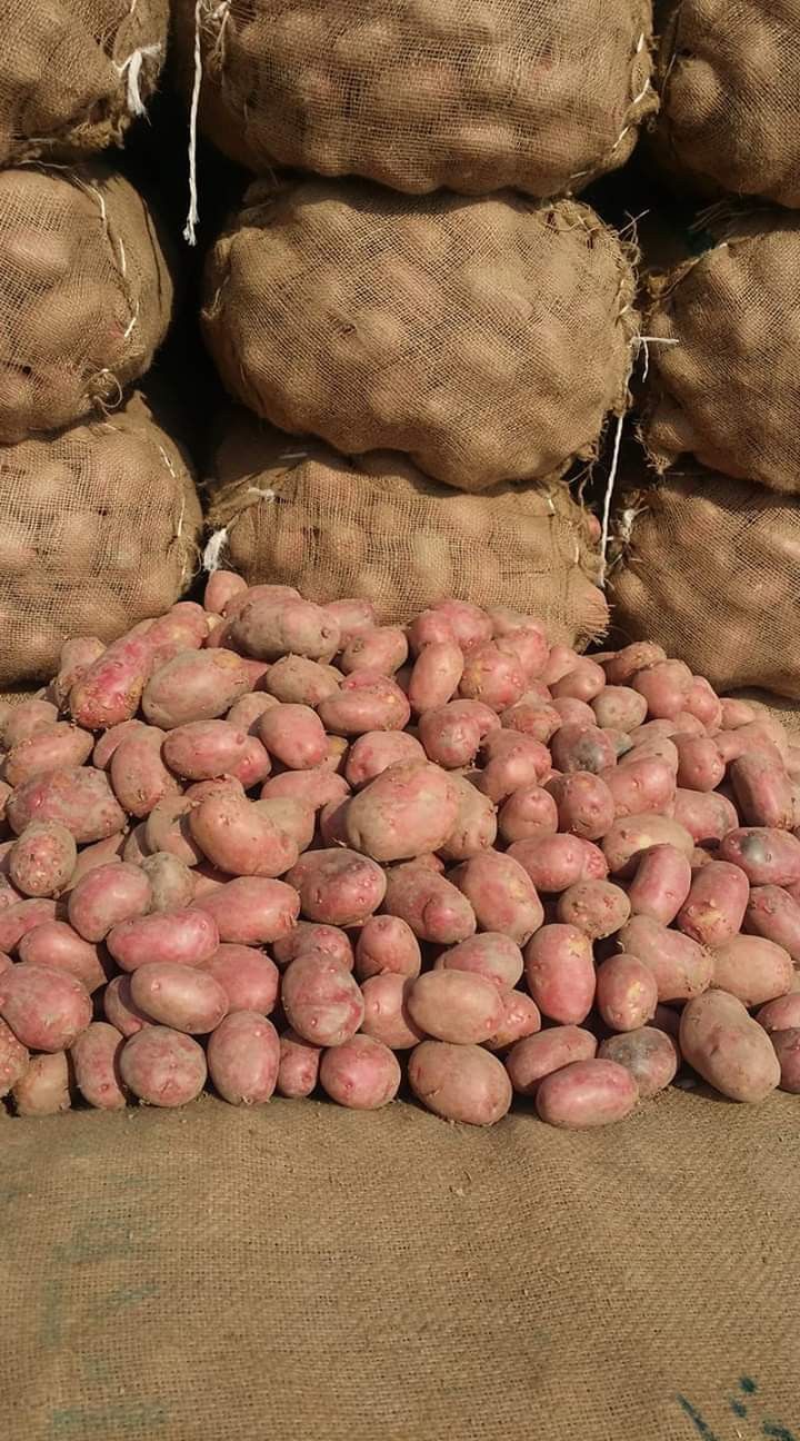 Organic Valley Organic Premium Fresh Fresh Irish Potatoes - Extra Large (2kg)