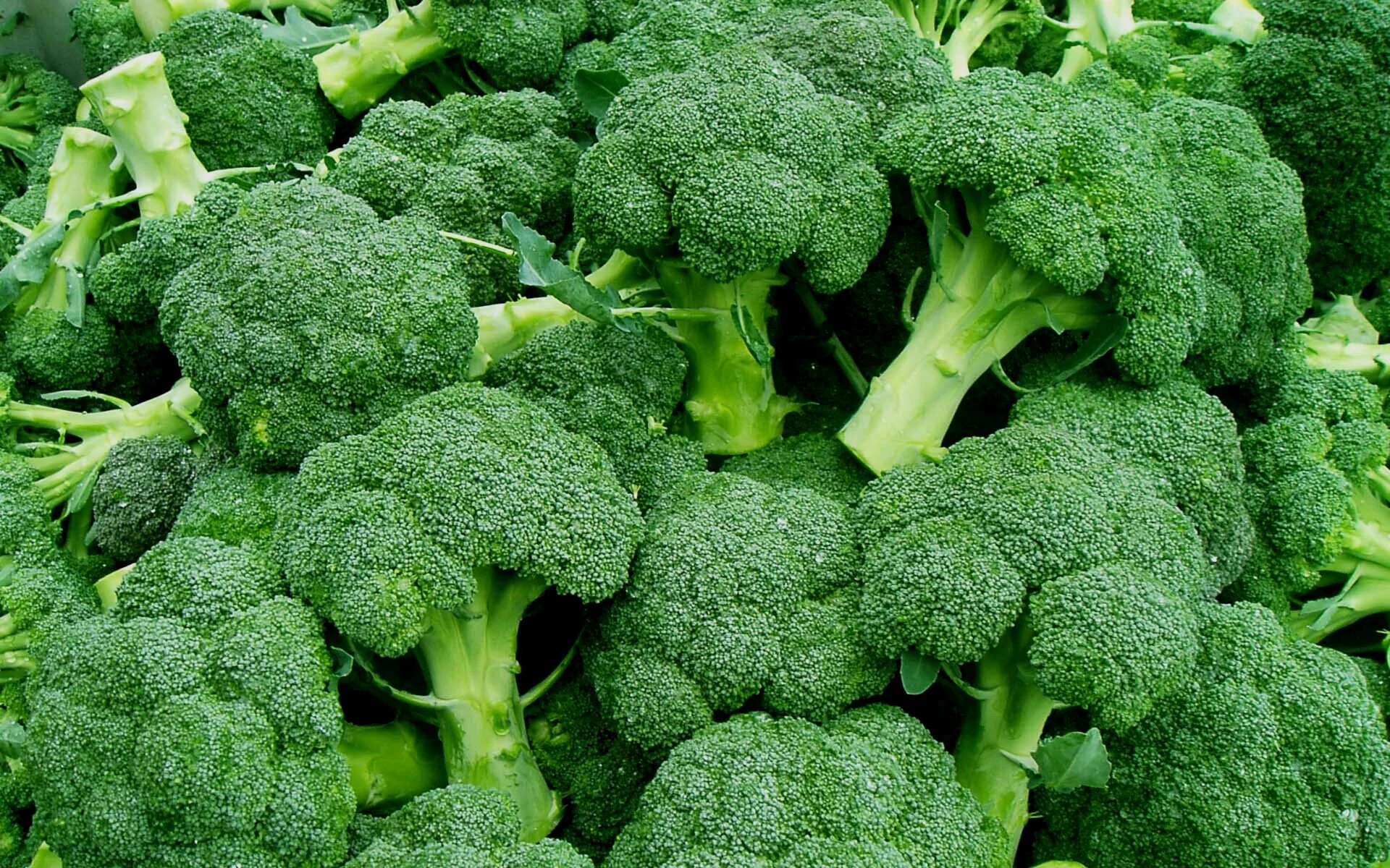 Grade A Organic Fresh Broccoli - Small (250g)