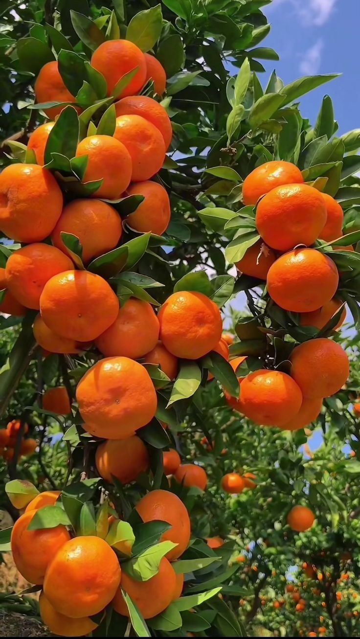 Organic Valley Grade B Dried Fresh Oranges - Medium (500g)