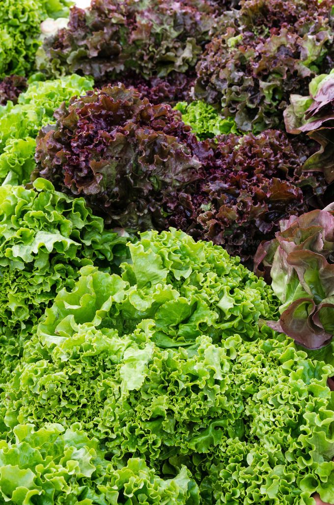 Lettuce Choice