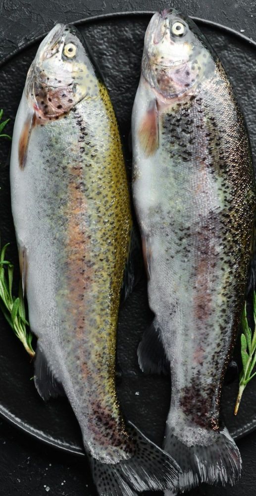 Premium Trout