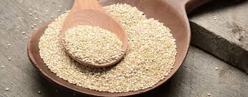 Sorghum