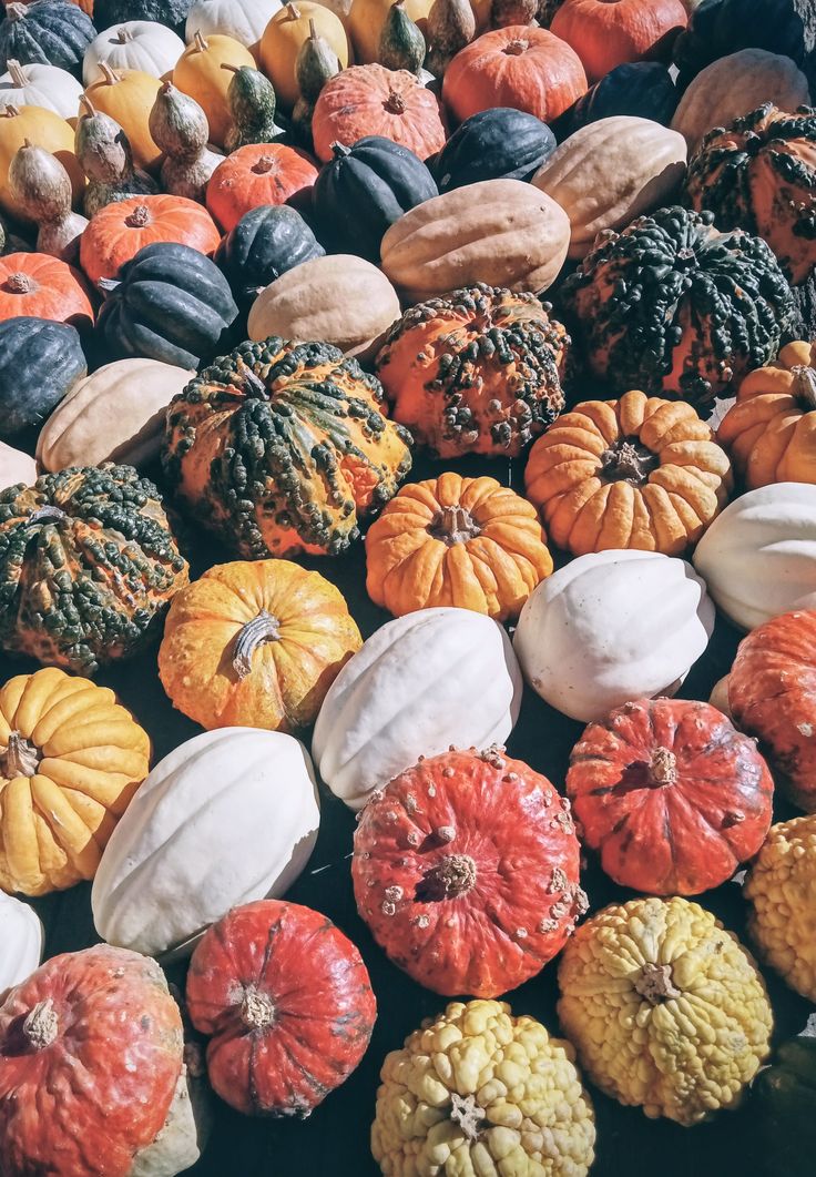 Frozen Pumpkins Species