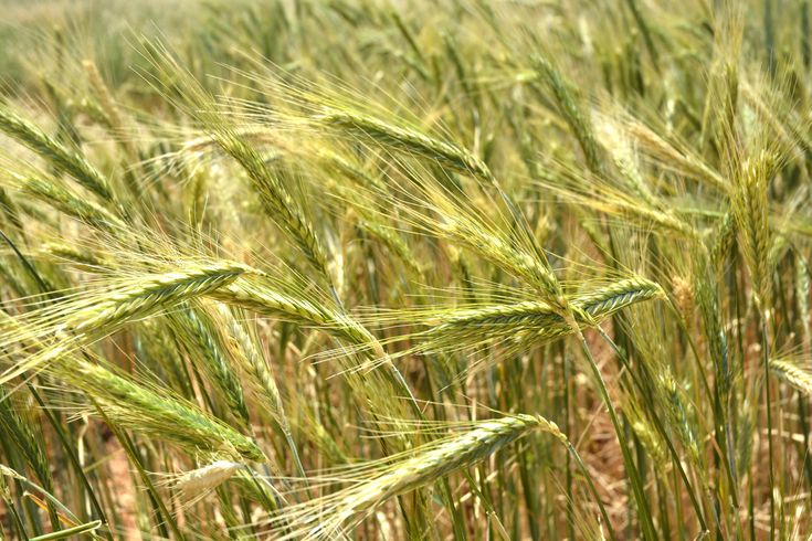 Premium Triticale