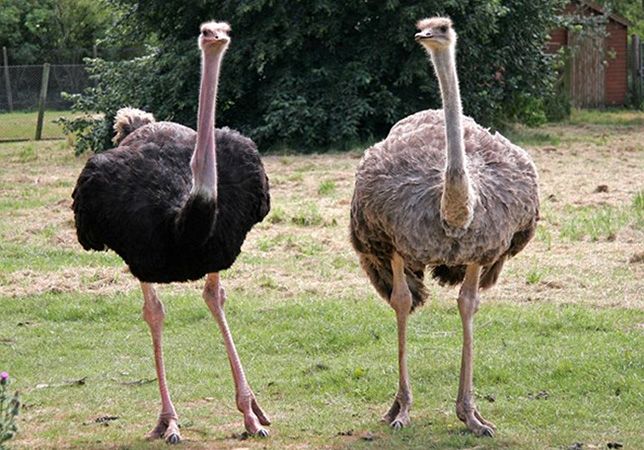 Ostrich Choice