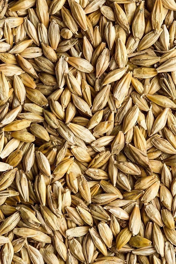Frozen Barley Species