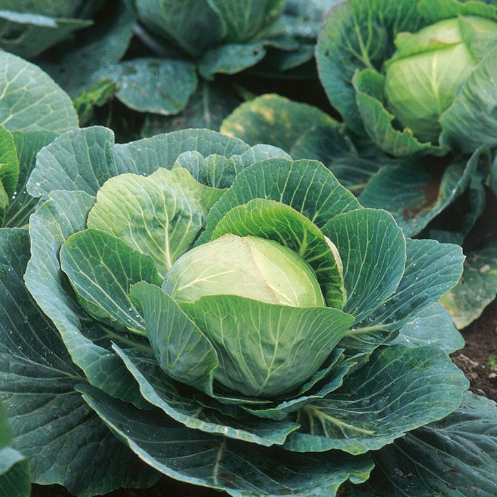 Cabbages