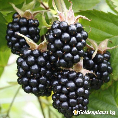 Blackberries - Dried 3